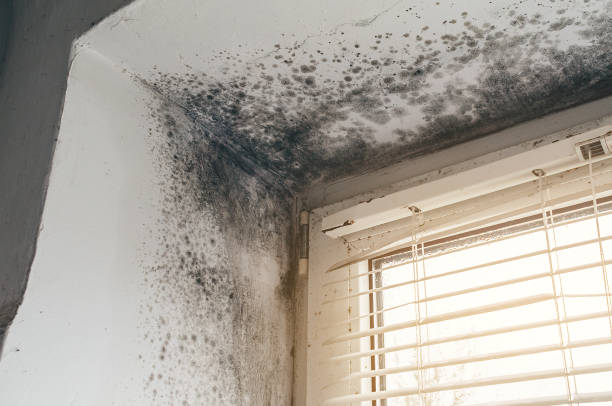 Affordable Mold Remediation solutions in Camp Hill, PA